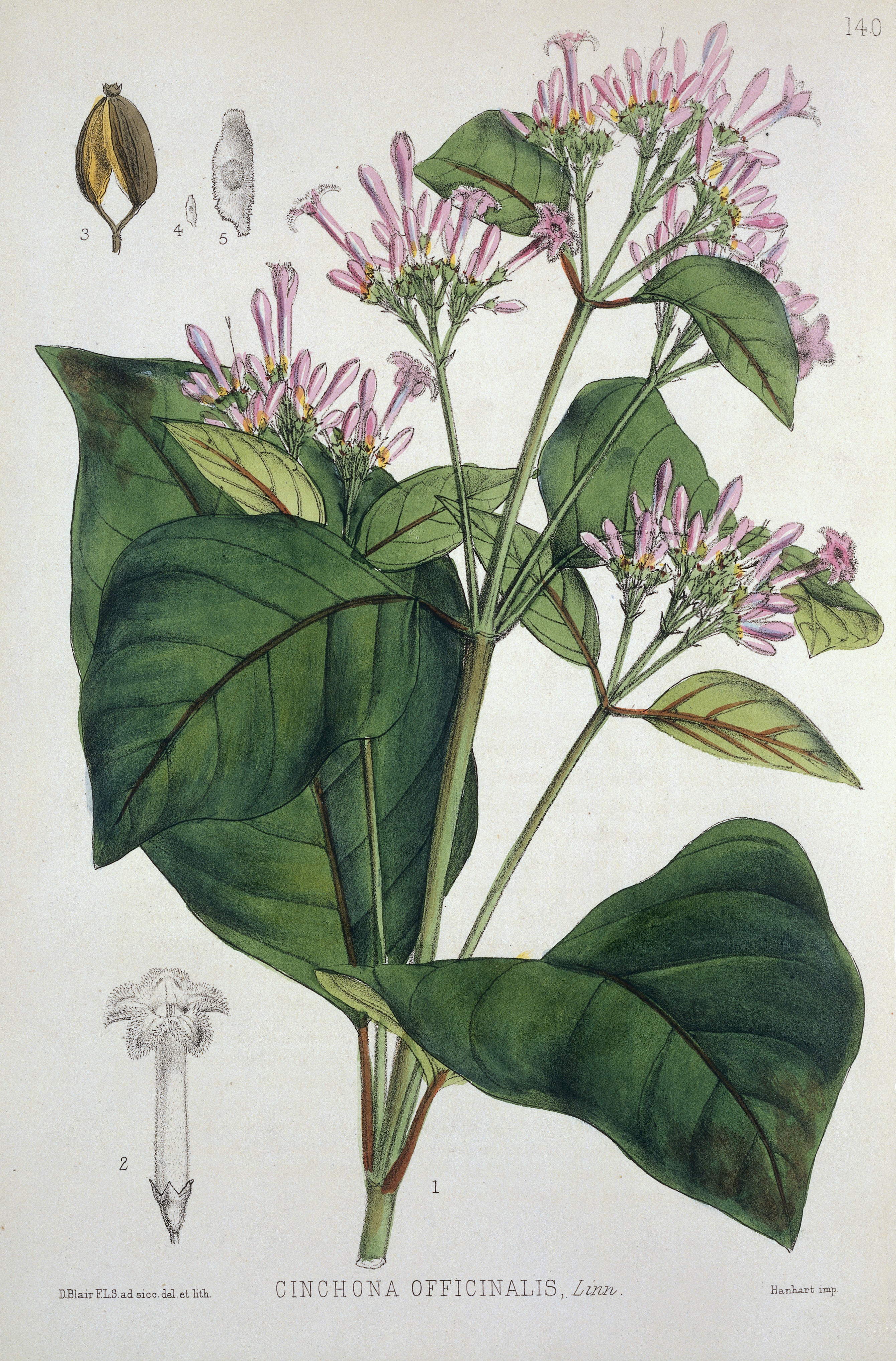 Ilustración histórica de la planta de quina, Cinchona
