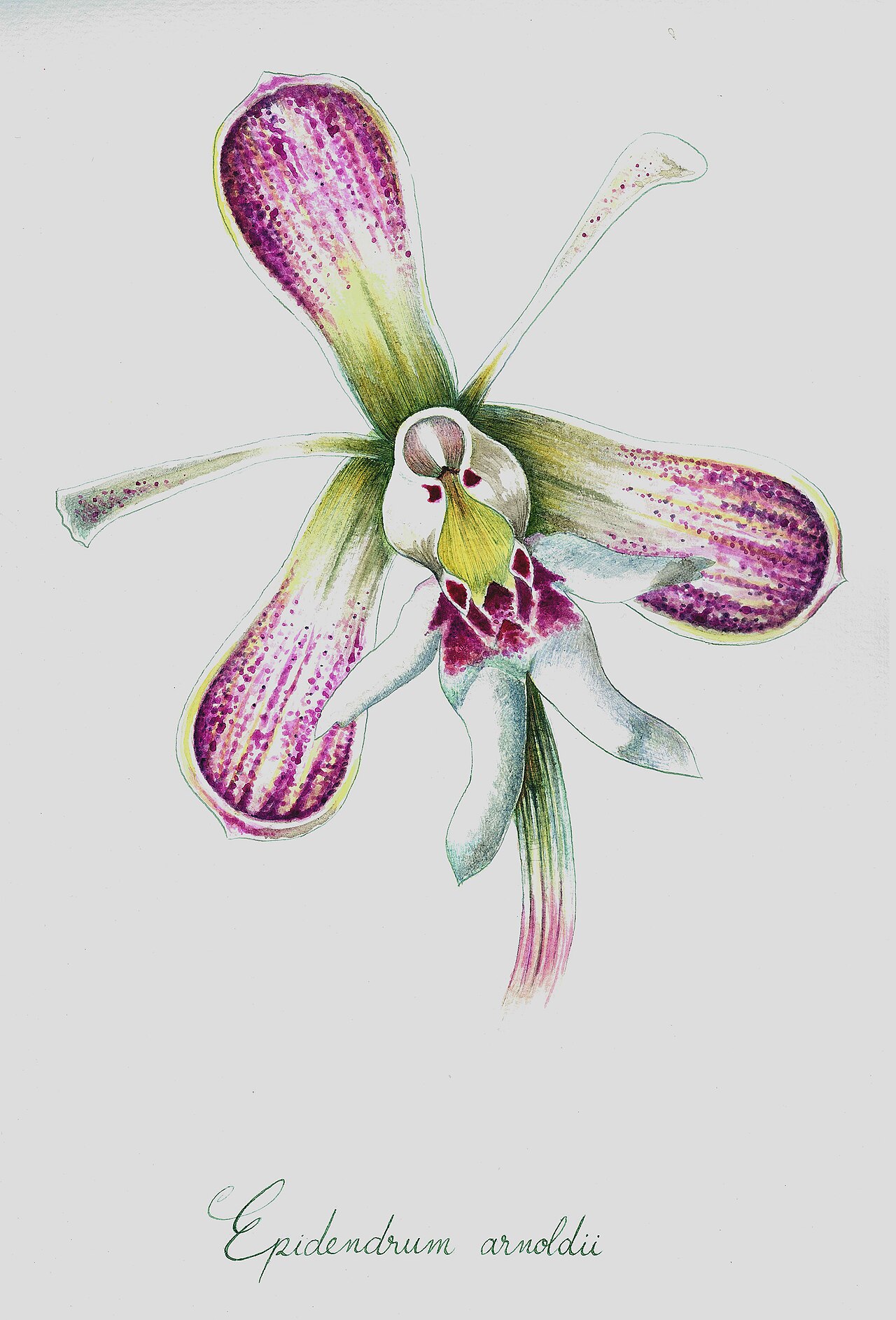 Epidendrum arnoldii Orquidea Mutis