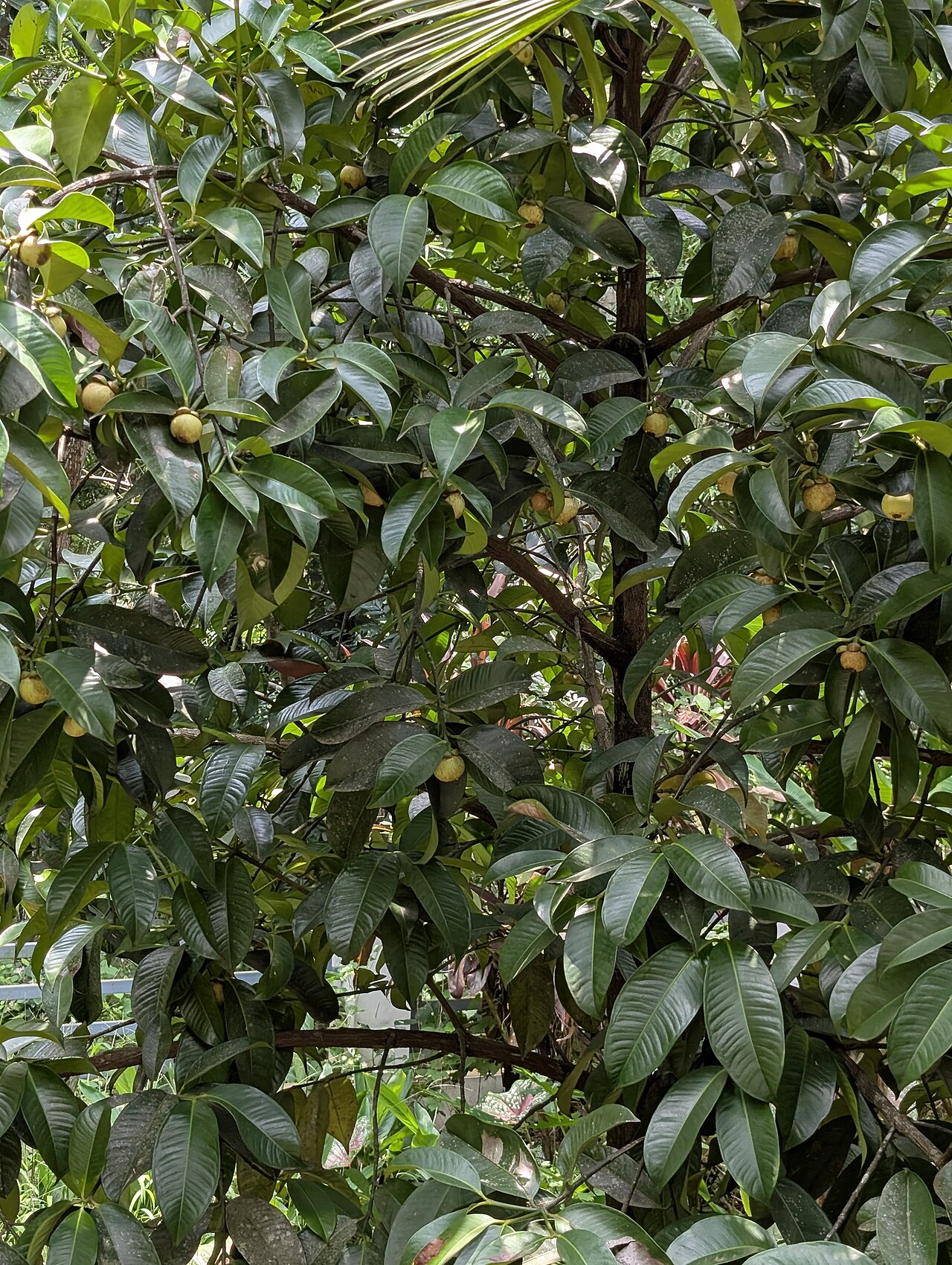Árbol de Mangostino Garcinia Mangostana