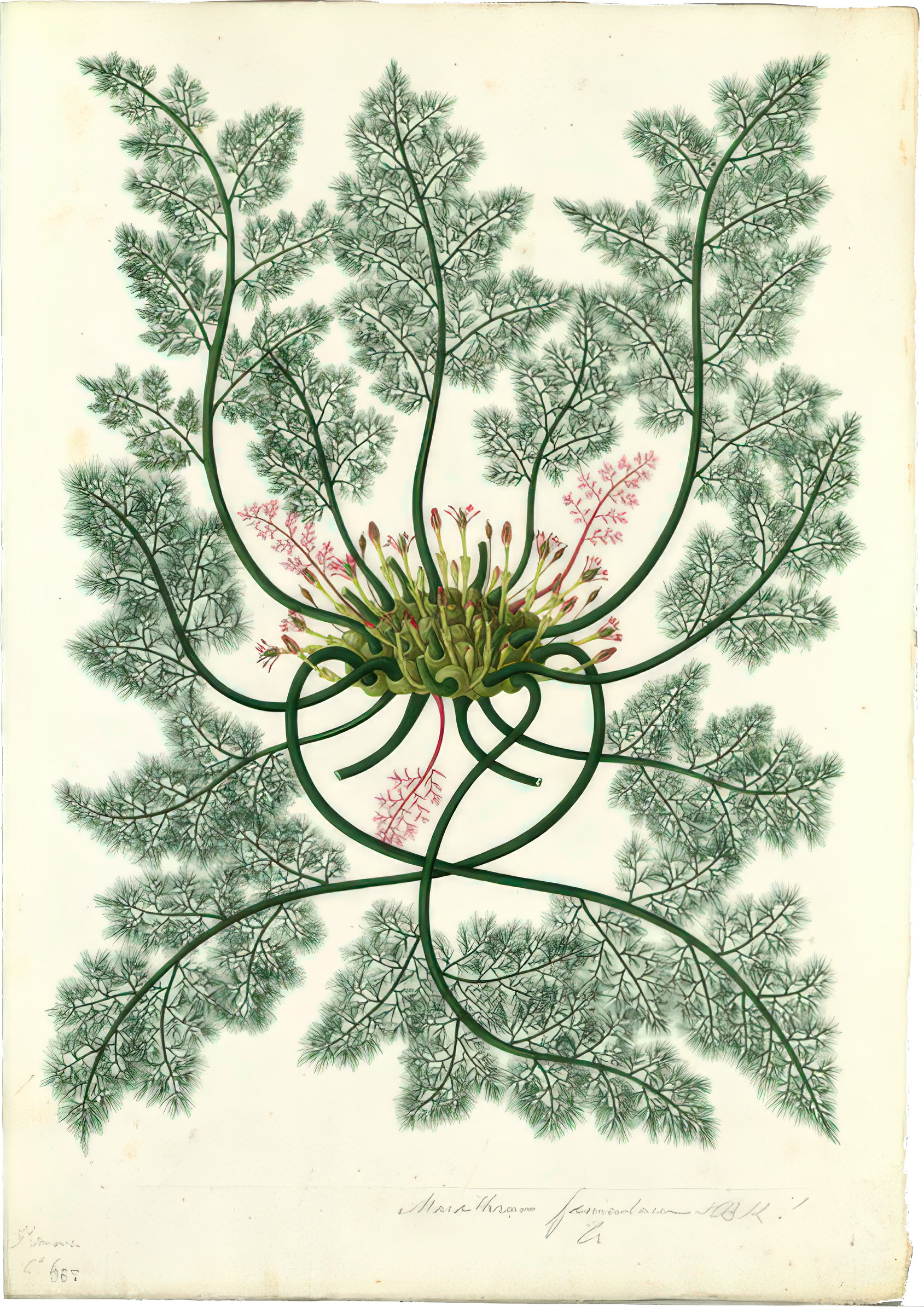 Marathrum foeniculaceum / Anónimo