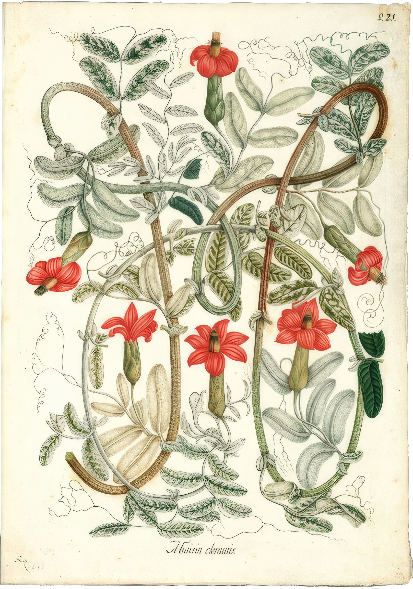 Mutisia clematis / Salvador Rizo