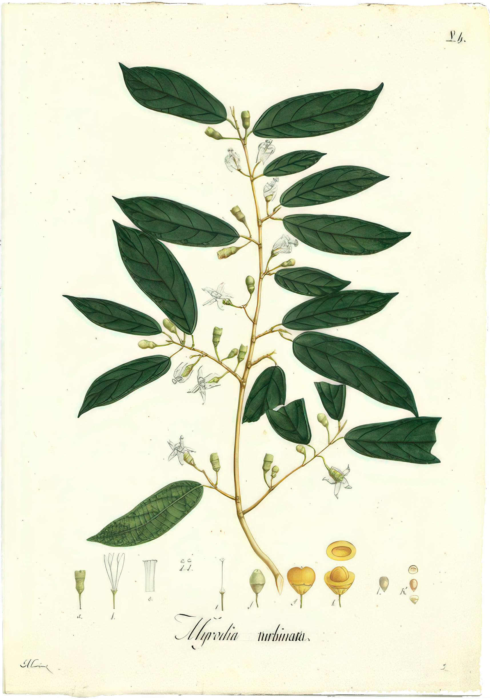 Quararibea caldasiana / José Manuel Martínez