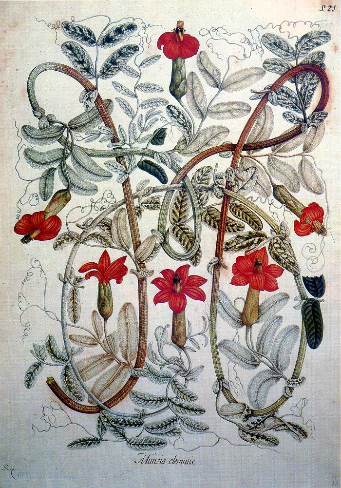 Mutisia clematis Lamina Botanica Mutis