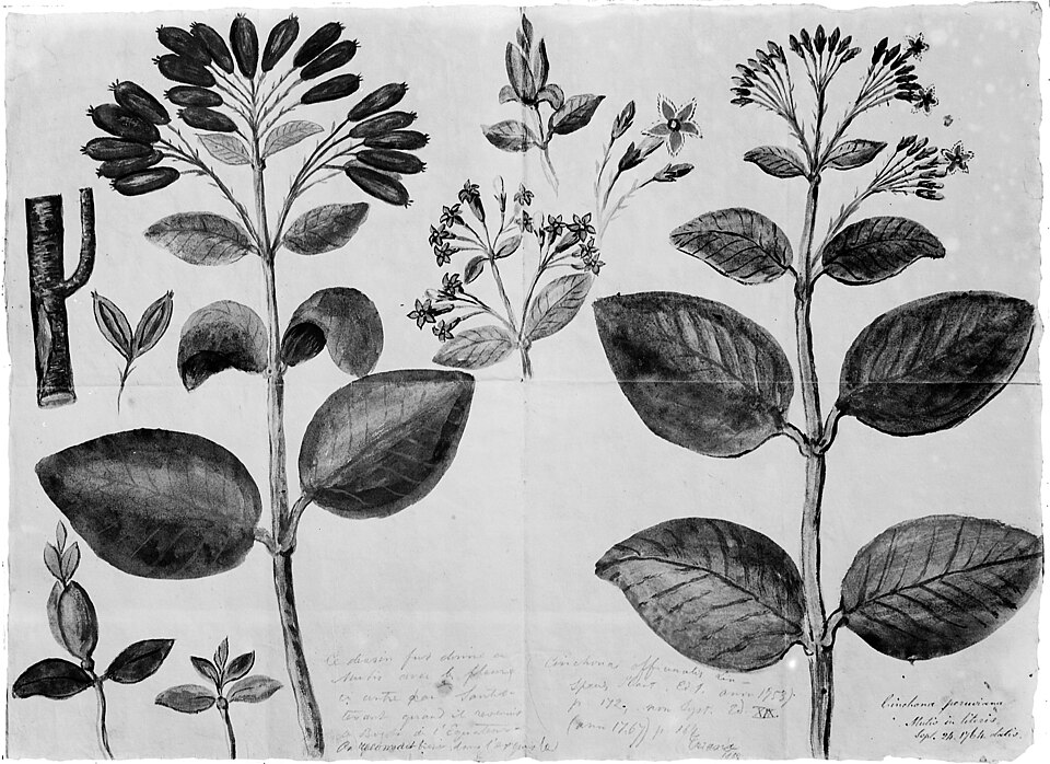 Cinchona officinalis Quina Mutis